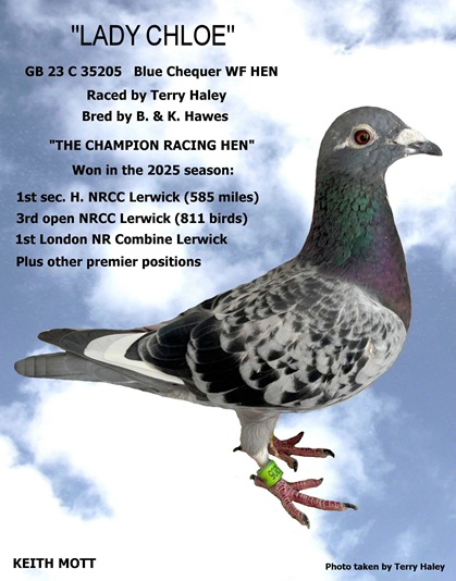 96B LADY CHLOE 30 10 25