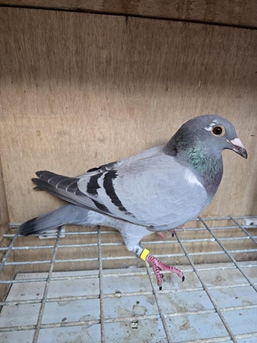Marsden bird 09 10 25b