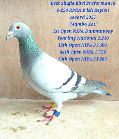Mumbo Zot 21 10 25A