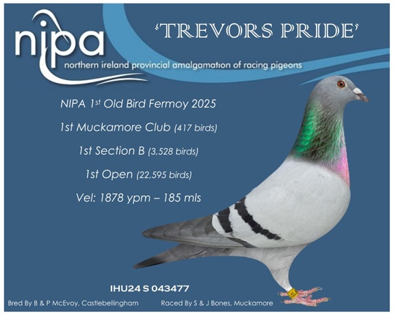 Trevors Pride Bones 1st Open Fermoy 09 10 25b