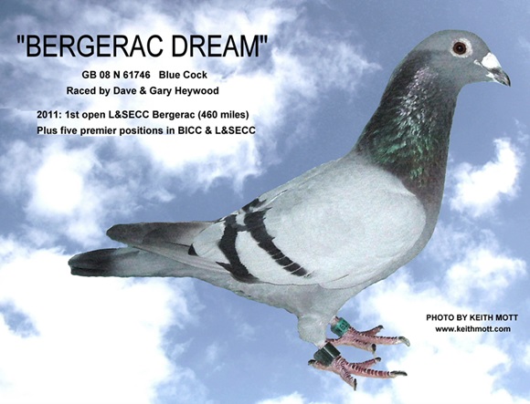 Z8D BERGERAC DREAM 24 10 25a