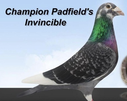 padfields invincible b 15 10 25a