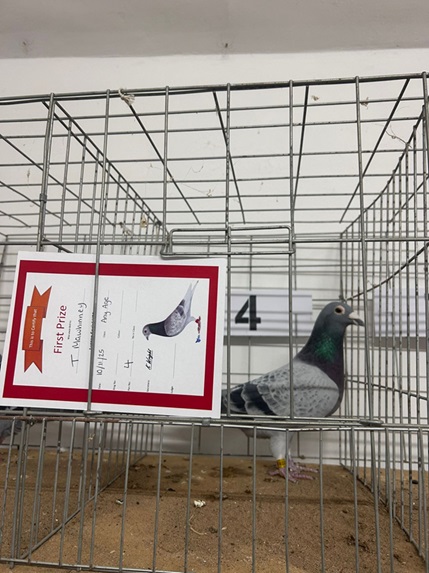 Mawhinney bird 3rd show lurgan 25 11 25b