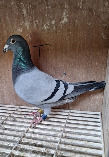 coyle bird 12 11 25 c