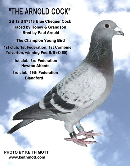 100E THE ARNOLD COCK 23 01 26A