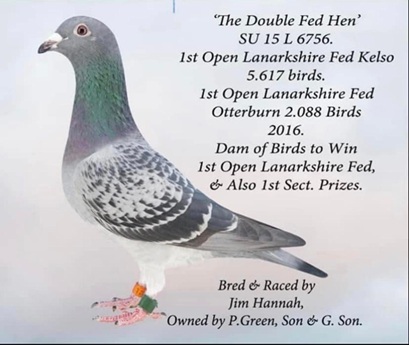 Double fed hen 16 01 26c