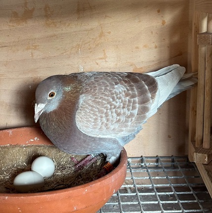 Hen afer race 03 02 26