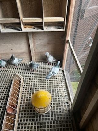 birds in loft Billy McCudden 10 03 26b