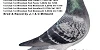 JI C Millward 11 Hen 11 06 25A
