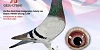 second bird 19 12 24a