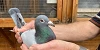 Brian Jones 1st Fed 1495 birds Hullavington 18 06 25A