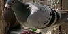 Phil and Neil Bates 07 In 2025 4th Fed 1456 6th Fed 769 birds and 7th Fed 971 birds 10 07 25b