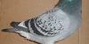B K SIMPSON CHEQUER PIED COOREMAN COCK