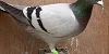 Phil and Neil Bates 41 Hen 1st Fed Wincanton 1456 Birds 24 06 25B
