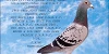 Mary see text