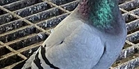 SK Davenport 1st Fed Wincanton 751 birds 23 07 25a