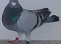 Alis Blue see text