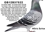 OliviaGB12B37522