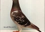 http://www.elimarpigeons.com/images/emertondiablos_000.jpg
