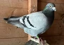 big tomo cock 3rd fed