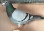 Barca Cock 2 22 10 20