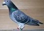 ThaddaeusGB13N69693.jpg