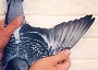 Racing pigeon winner of prizes up to almost 500 miles