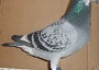 B K SIMPSON CHEQUER PIED COOREMAN COCK
