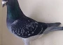 ../../../Desktop/cock.jpg